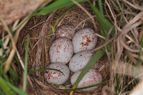 Eastern Meadowlark eggs with one Cowbird in rear of nest, … | Flickr