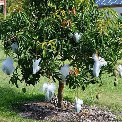 Grafted Mango Tropical live tree Kent 3’-4’ tall » Tropical Plantae