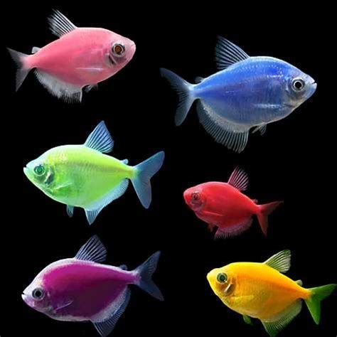 How many GloFish in a 10 Gallon Tank 🐠 (Stocking Guide) Tropical Freshwater Fish, Freshwater ...