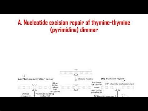 DNA Mutations, repair and regulation of gene expression - YouTube