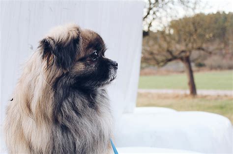 Tan Pekingese · Free Stock Photo