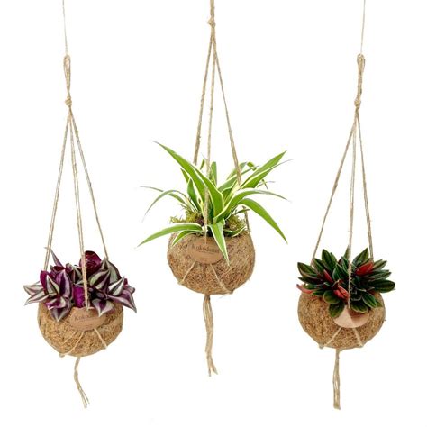 Creative Ways to Decorate Home & Office With Plants