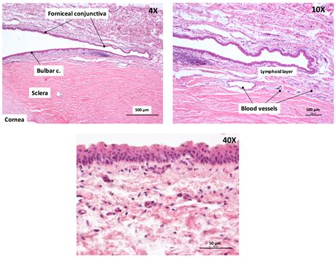 Conjunctiva Histology