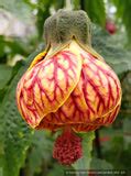 Abutilon 'Tiger Eye', Flowering Maple – Dancing Oaks Nursery and Gardens