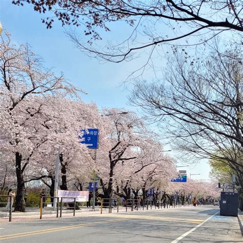 5 Best Spots for Cherry Blossom Viewing in Seoul | Nomad