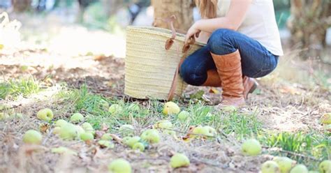 Dreamy Whites: Apple Picking in an orchard along Apple Hill, a New French Market Basket