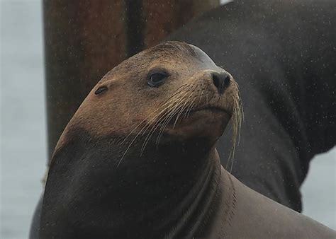 California Sea Lion Facts: Animals of North America - WorldAtlas.com