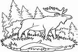 Elk On The Grass Coloring Page  Free Printable Pages sketch template