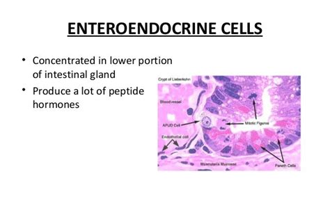 Small intestine