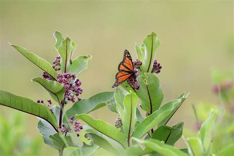 Monarch Butterfly 2023 01 Photograph by Judy Tomlinson - Fine Art America