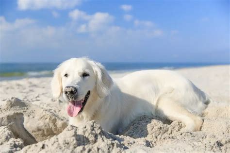 How Much Should Golden Retriever Weigh? Golden Retriever Weight Calculator.