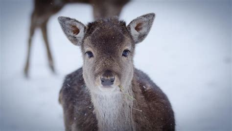 Premium Photo | Portrait of deer standing on snow