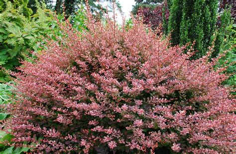 Berberis thunbergii f. atropurpurea 'Rose Glow' (Japanese Barberry)