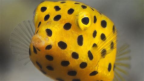 Boxfish Fun Facts and Information - Zoological World