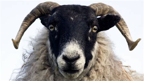 Sheep 'can recognise human faces' - BBC News