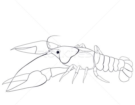 Crayfish Drawing at GetDrawings | Free download