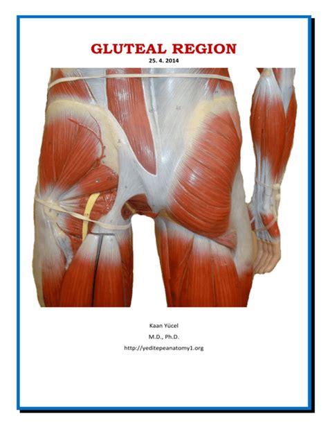 Dr. Kaan Yücel http://yeditepeanatomy1.org Gluteal region