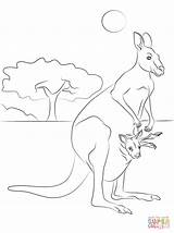 Baby Kangaroo Coloring Page sketch template