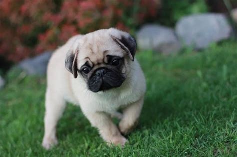 10+ Best Pug Dog Names | Baby pugs, Pug puppies, Pugs