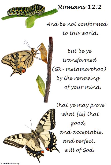 Butterfly Metamorphosis Quotes. QuotesGram