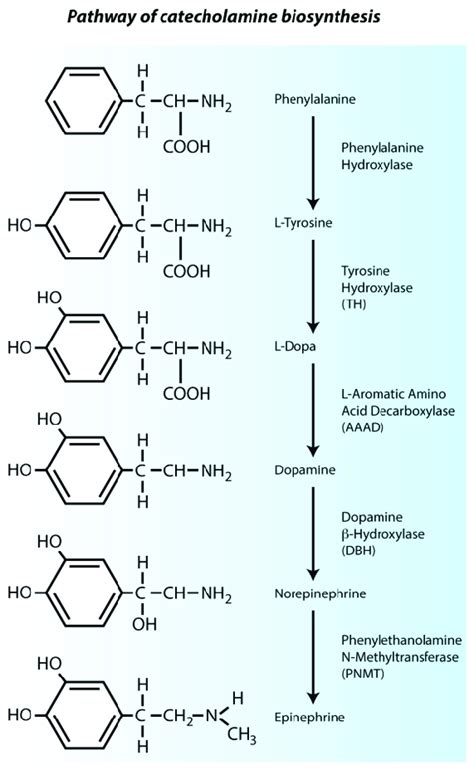 Pharmacology 101: Vasopressors — tl;dr pharmacy