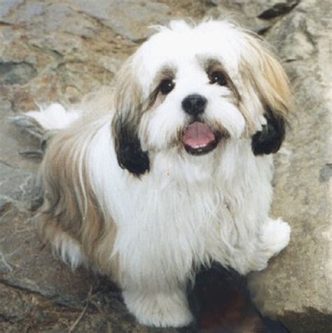 Lhasa Apso Dog Information, Photos | DogExpress