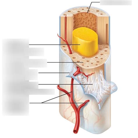 Periosteum och endosteum Diagram | Quizlet