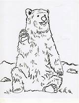 Bear Coloring Sheets Printable sketch template