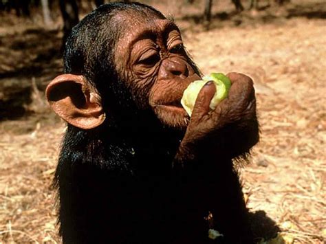 What Chimpanzees Eat - Facts about the Diet of Chimps