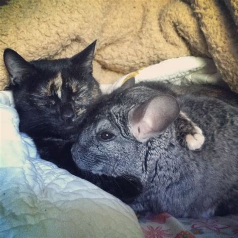 My Chinchilla and Cat Cuddling... : chinchilla