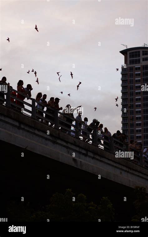 Austin bridge bats hi-res stock photography and images - Alamy