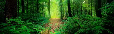 Download Green Forest LinkedIn Cover Wallpaper | Wallpapers.com