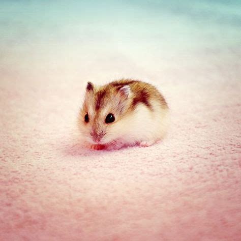 610 Dwarf hamsters ideas | cute hamsters, dwarf hamster, hamster