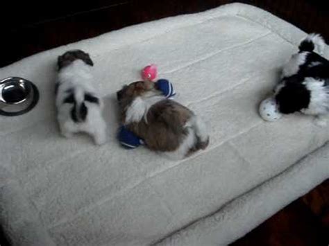 SHIH TZU PUPPIES PLAYING - YouTube