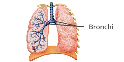 The Bronchi - The respiratory system