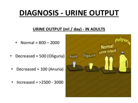 urine output in ml/day for adults | Nursing | Pinterest | Nurse life ...