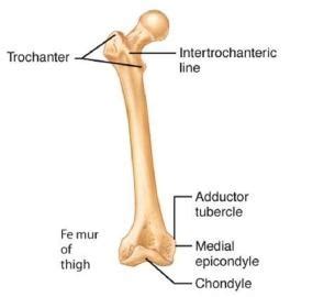 Bone Markings Diagram | Quizlet