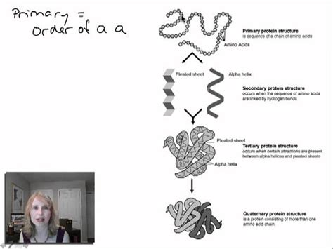 Protein Structure And Function