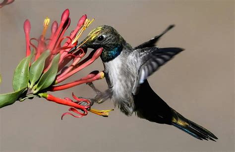 White-sided Hillstar Hummingbird, Chile, by Jane Gamble Bird Species, Hummingbirds, Natural ...