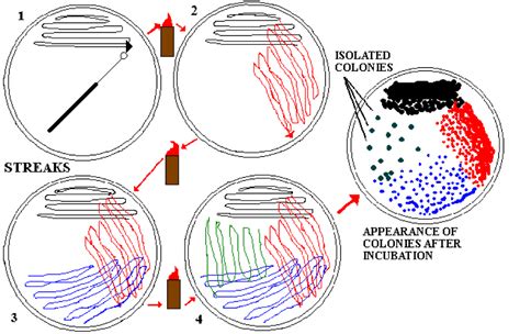 Lucas-Parmer: Lab #3: Streak Plate, Culture Transfer Instruments and Techniques, Isolation and ...