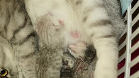 Cat Resting After Giving Birth Stock Footage Video (100% Royalty-free) 23939578 | Shutterstock