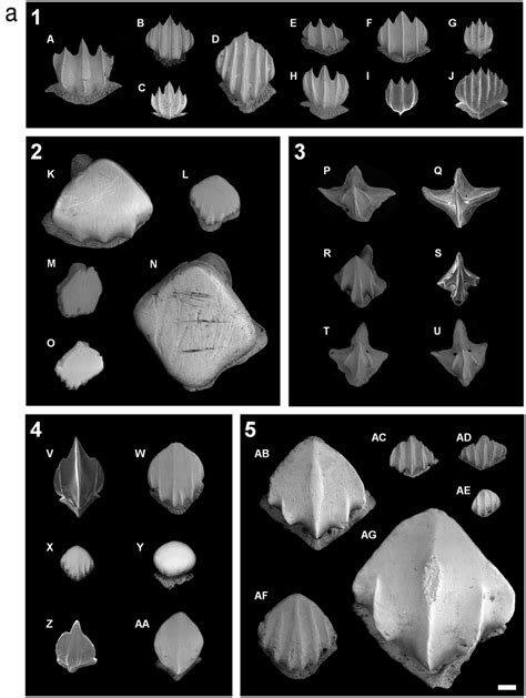 Scanning electron microscope images of dermal denticles from the... | Download Scientific Diagram