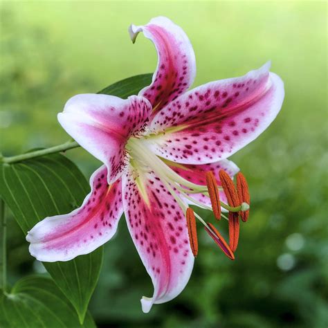 Lily, Oriental Stargazer – Easy To Grow Bulbs