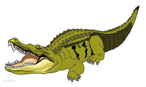 Illustration of Cartoon crocodile vector drawing