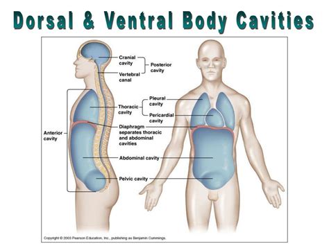 PPT - The Human Body: PowerPoint Presentation - ID:640744