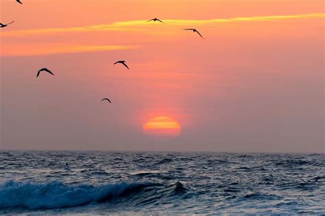 HD wallpaper: flying birds on sea during golden hour, flocks of seagull ...