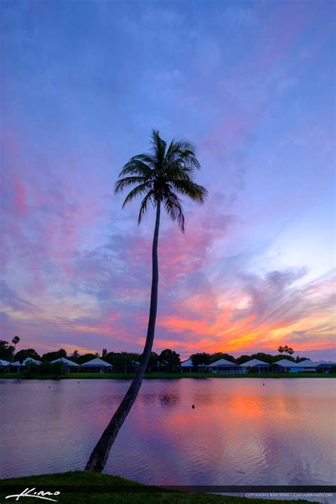 Palm Beach Gardens Neighborhood Waterfront Homes Coconut Tree | Royal Stock Photo