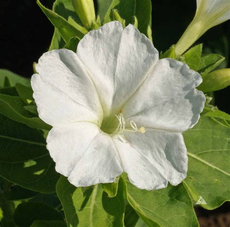 White Four OClock (Mirabilis jalapa) | Applewood Seed Company