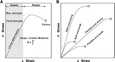 Schematic diagram showing typical stress–strain curves. (A) The... | Download Scientific Diagram