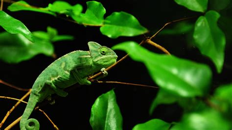 Wallpaper Green chameleon, Madagascar rainforest 3840x2160 UHD 4K Picture, Image